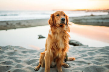 Ashwem_about_startpage